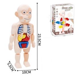 Խաղալիք Human body H326A 