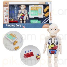 Խաղալիք -Human body H326A 